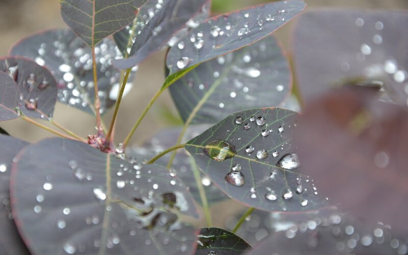 Purple Leaves with Water Droplets — Calm