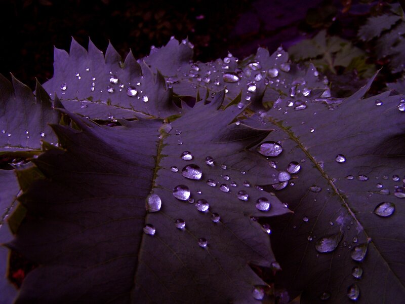 Purple Leaves with Water Droplets — Dramatic