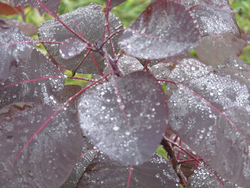 Purple Leaves with Water Droplets — Moist
