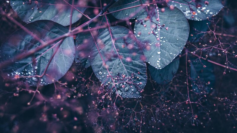 Purple Leaves with Water Droplets — Moody, Photograph
