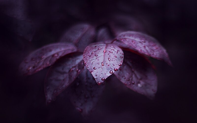 Purple Leaves with Water Droplets — Moody