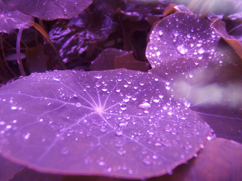 Purple Leaves with Water Droplets — Serene