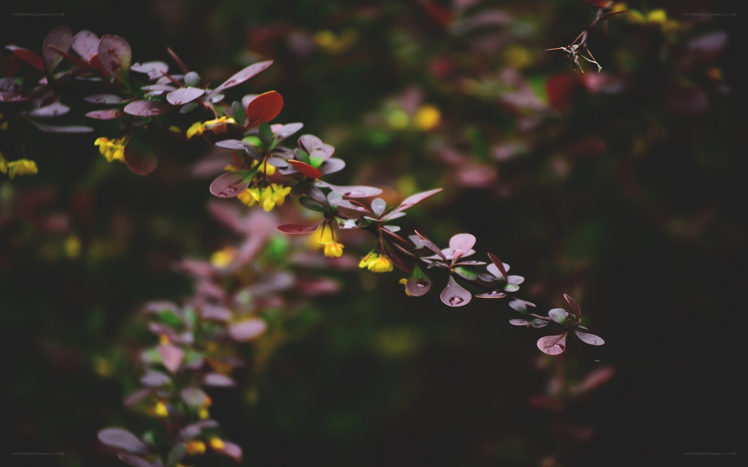 Purple leaves with yellow flowers