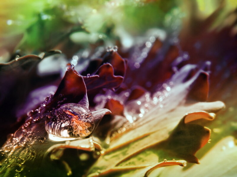 Purple Lettuce with Water Droplet