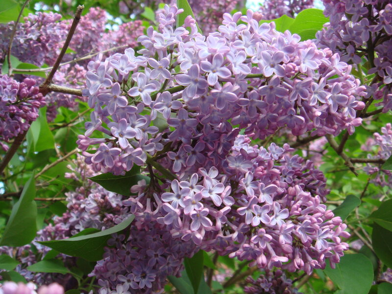 purple lilac blossoms