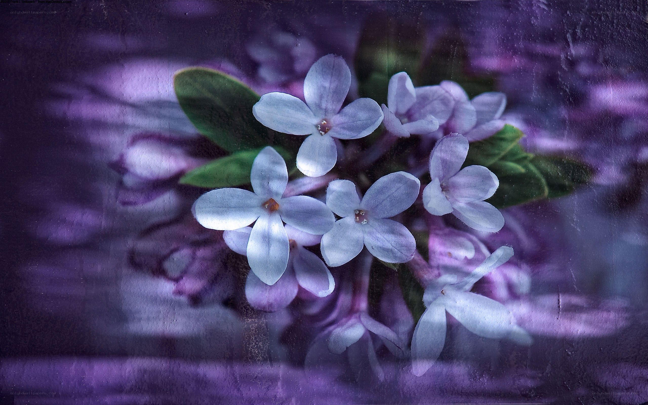 Purple lilac blossoms