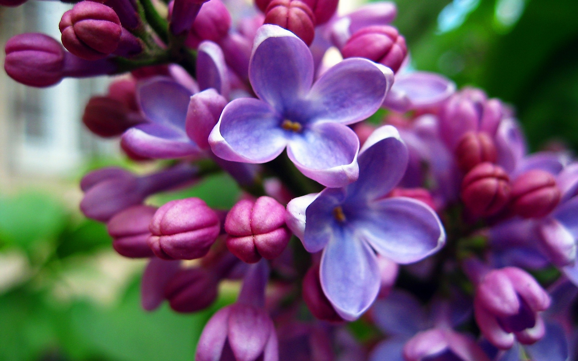 Purple lilac blossoms
