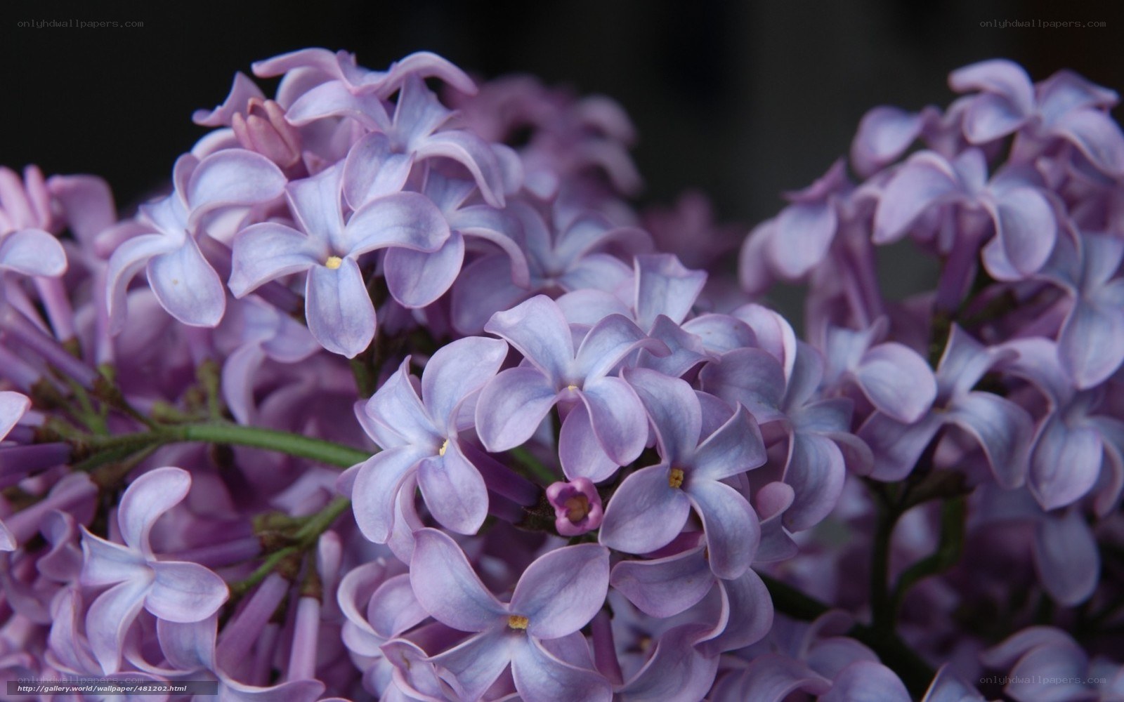 purple lilac blossoms