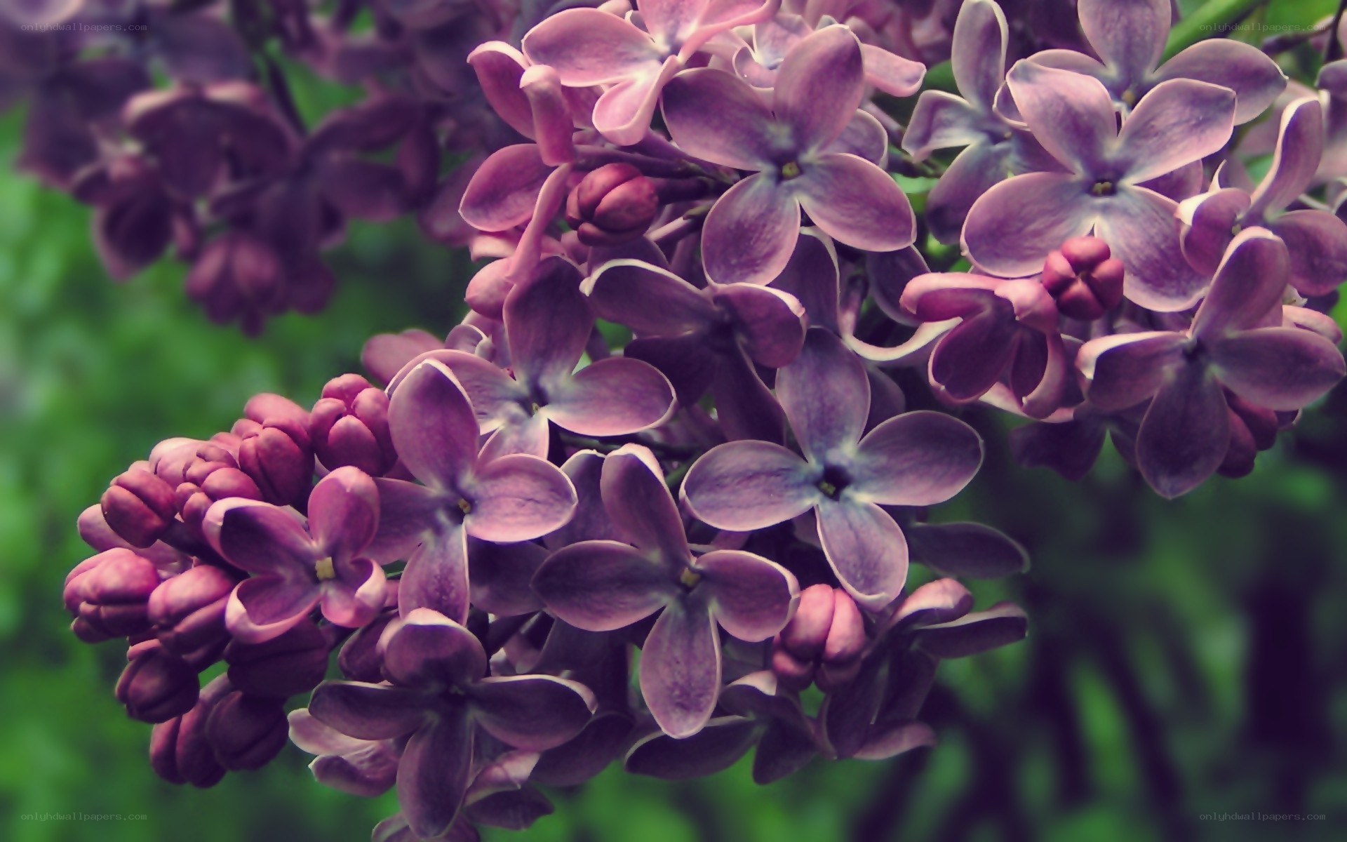 Purple lilac blossoms