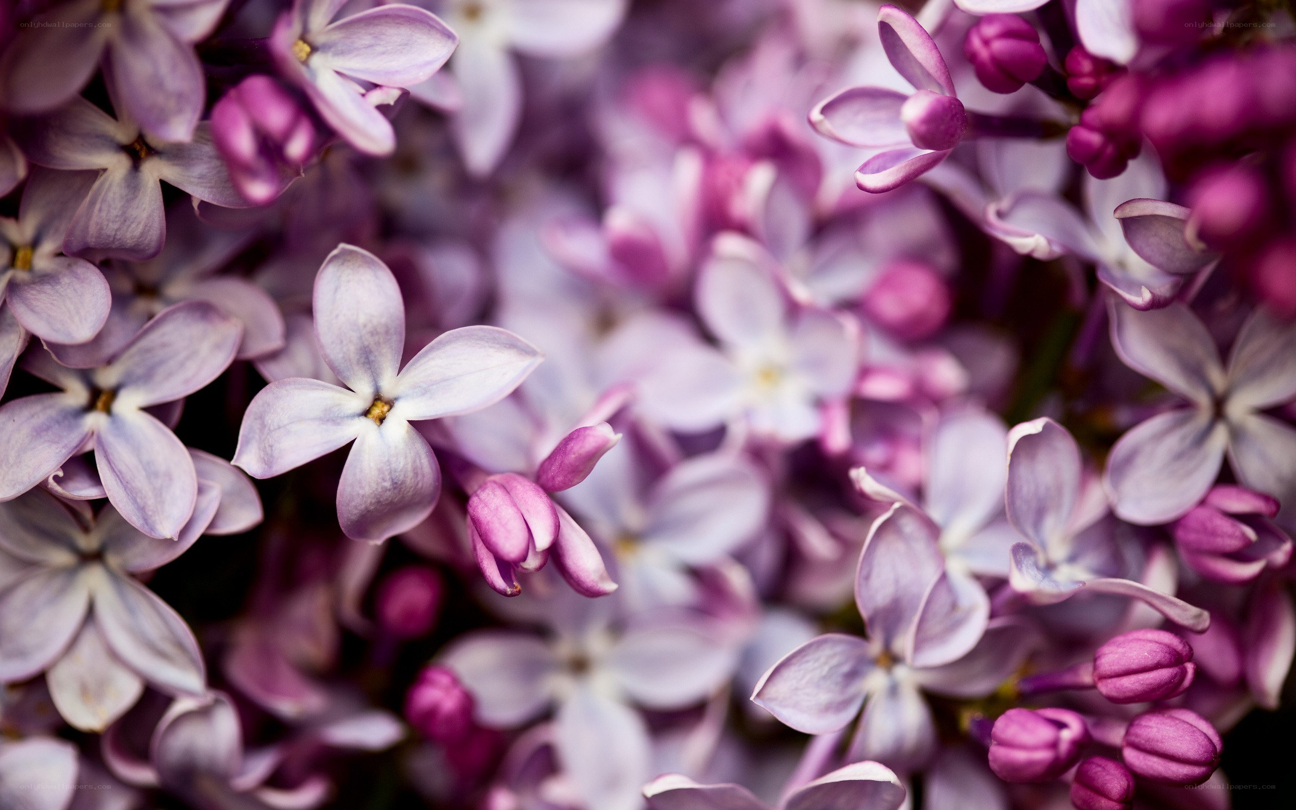 purple lilac blossoms