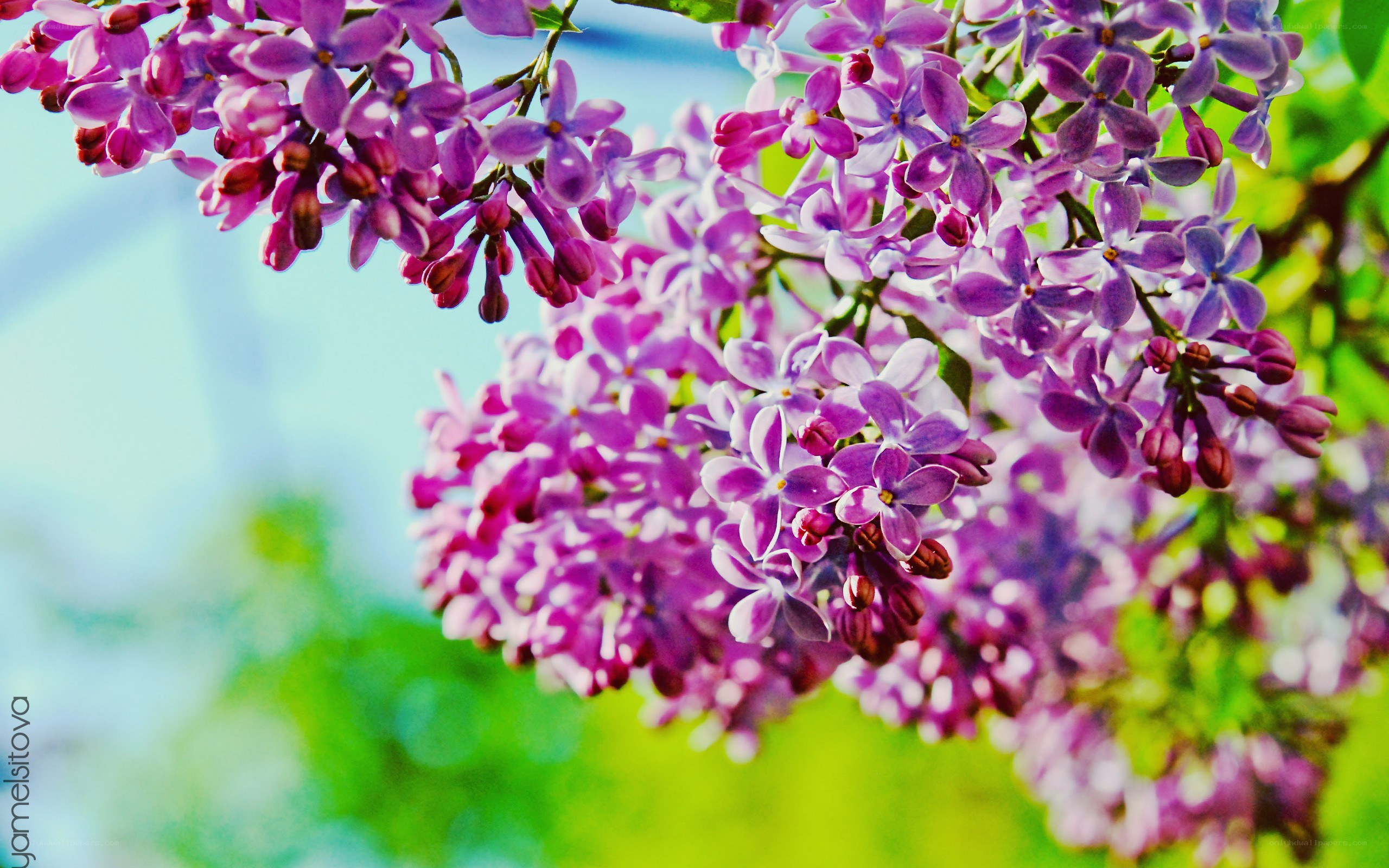 purple lilac blossoms