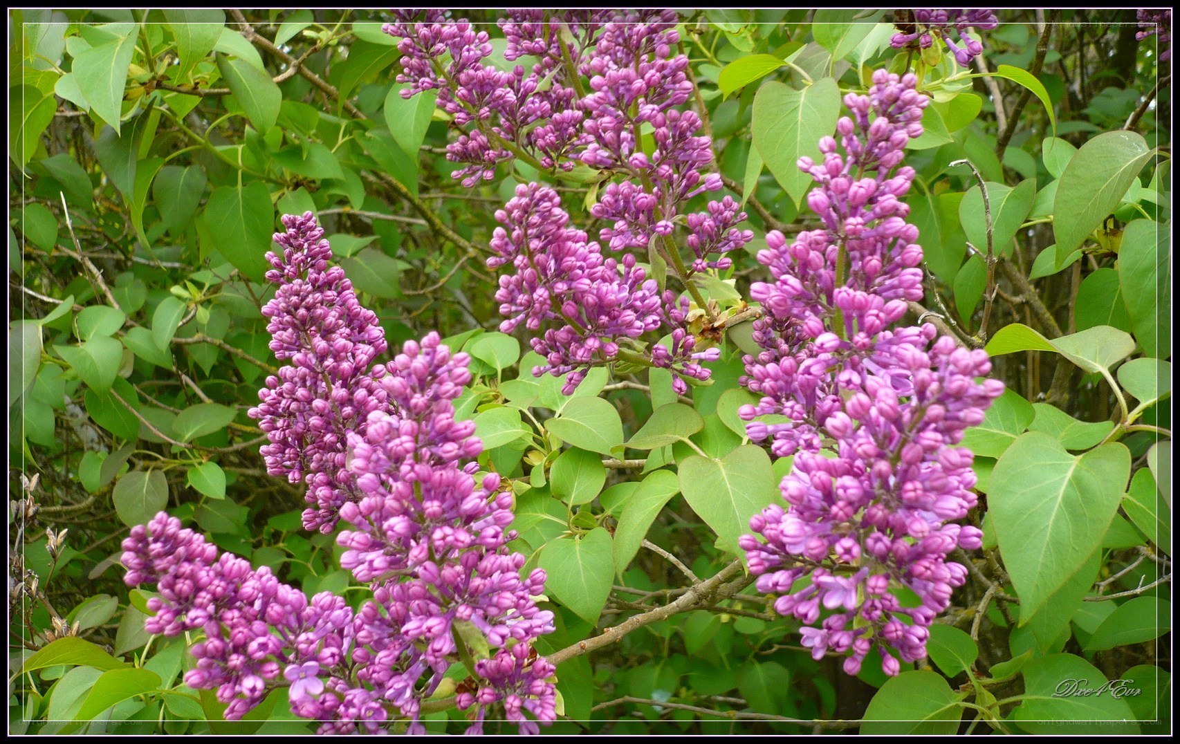 purple lilac blossoms