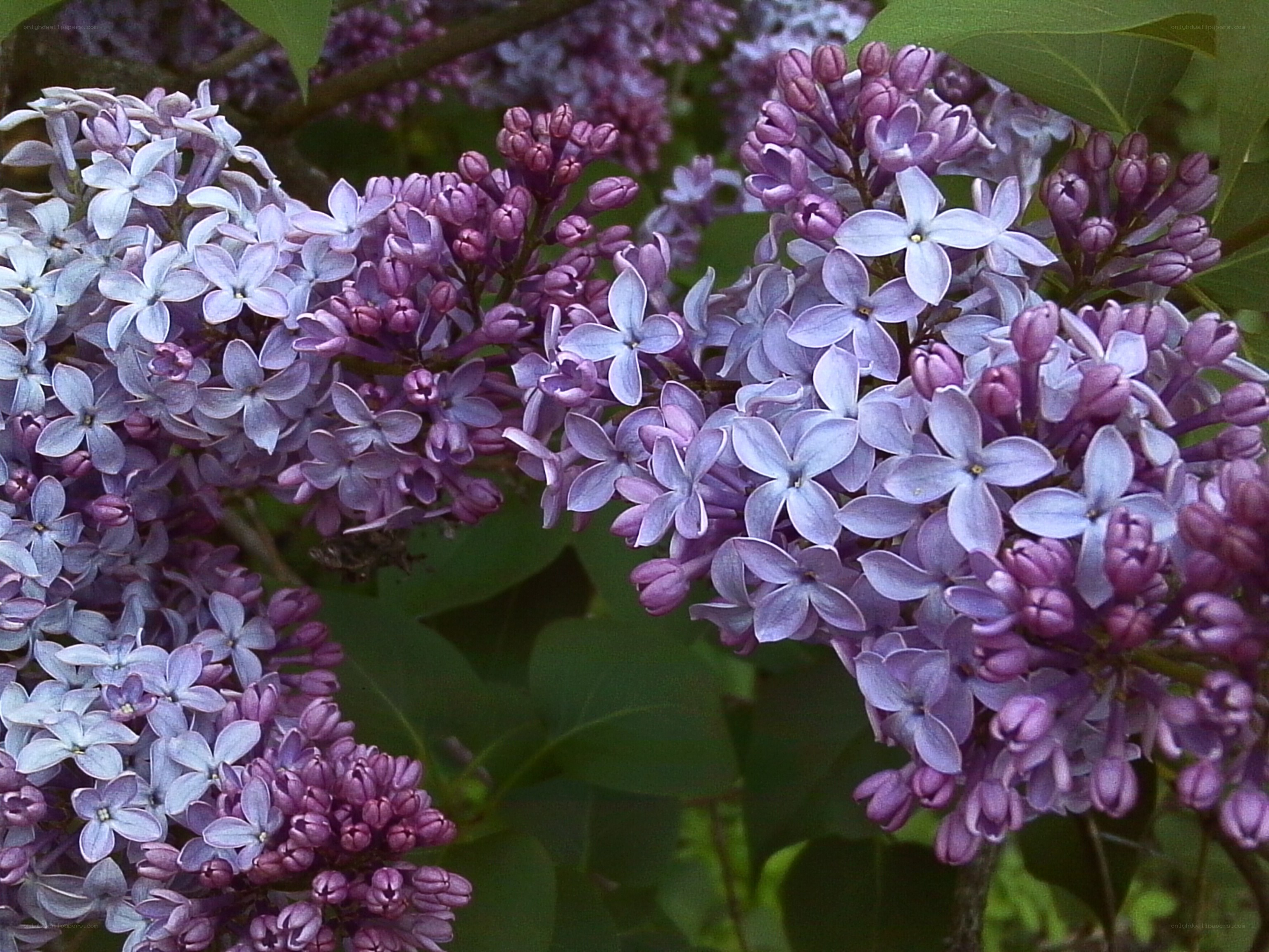 purple lilac blossoms