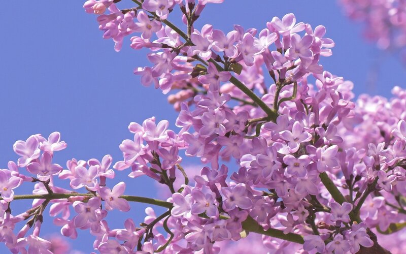 Purple lilac blossoms against blue sky