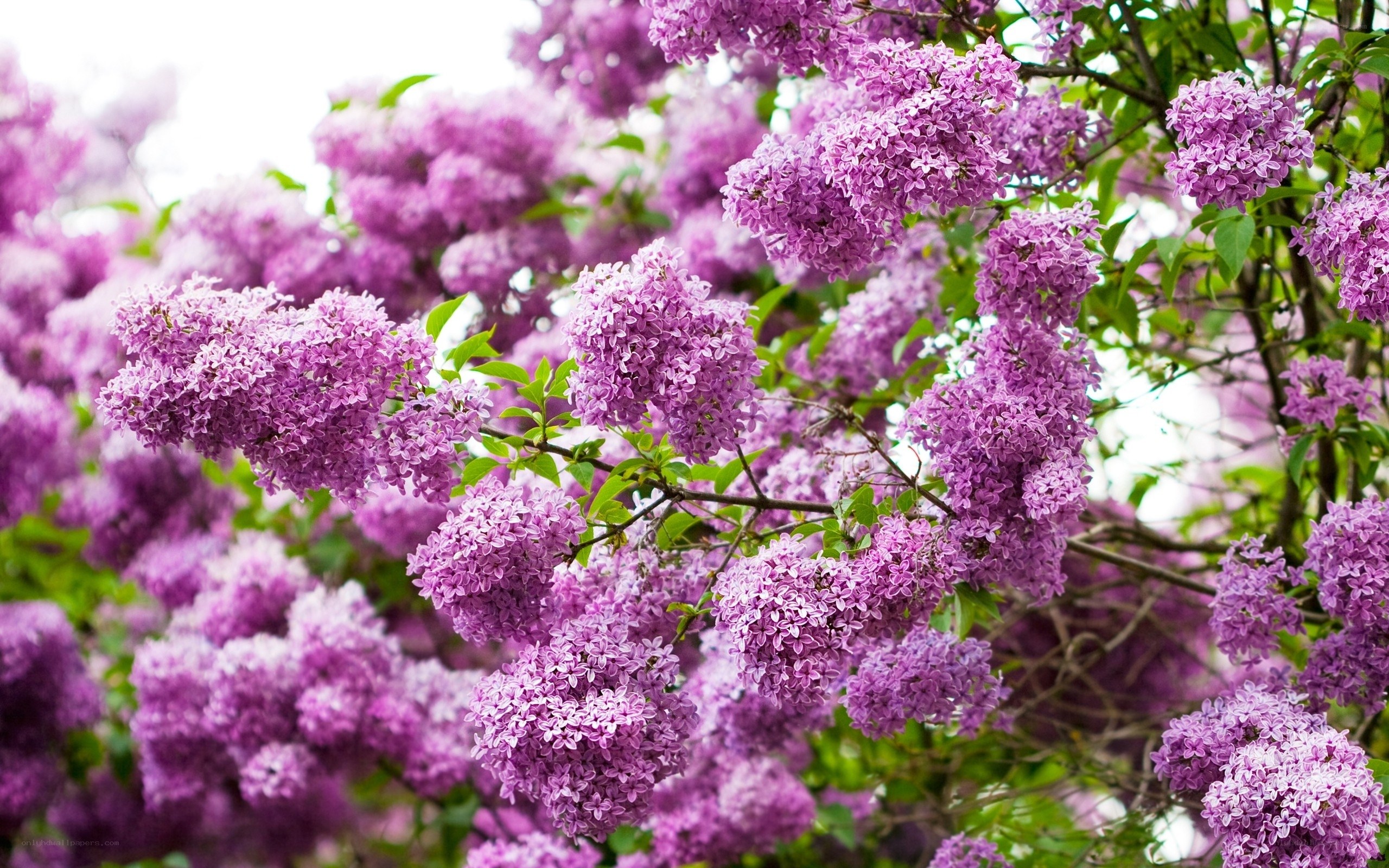 purple lilac blossoms in bloom