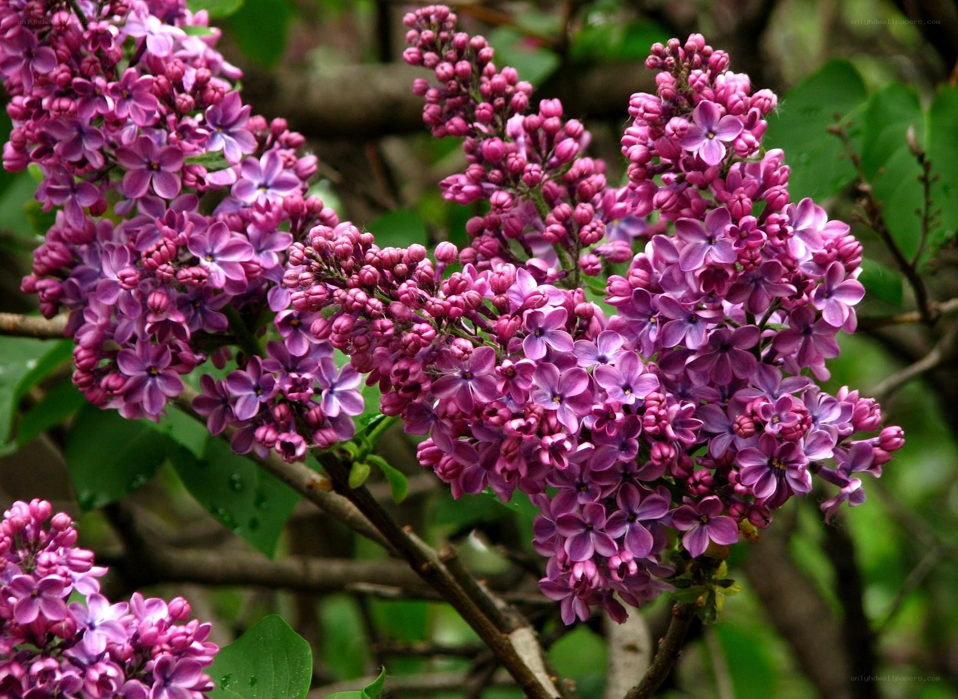 Purple lilac blossoms in bloom