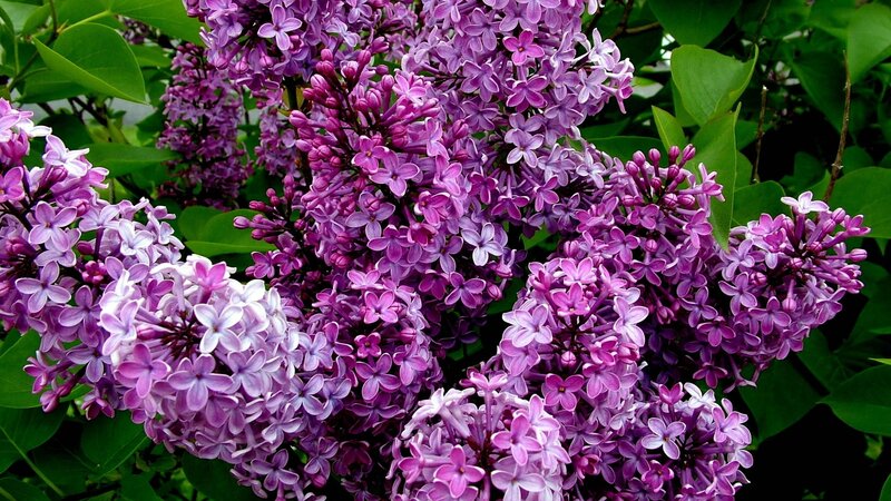 Purple lilac blossoms in bloom