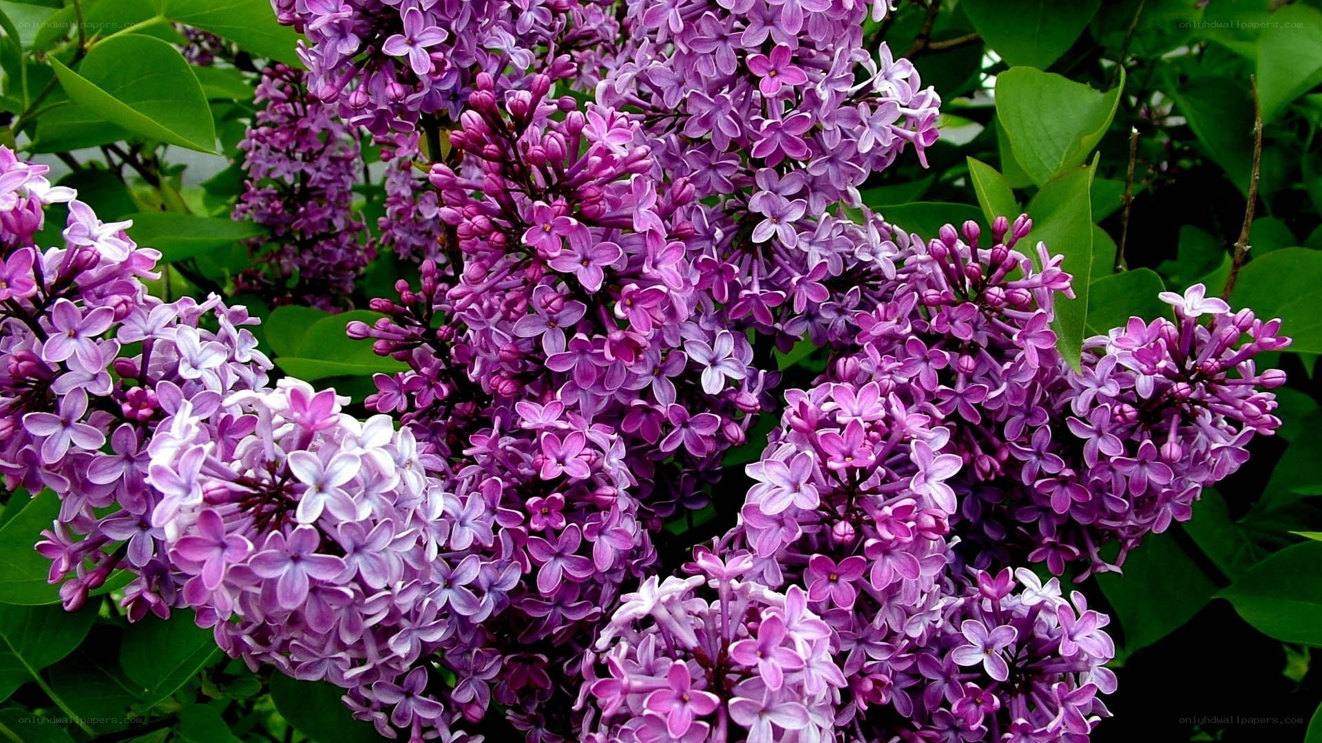 Purple lilac blossoms in bloom