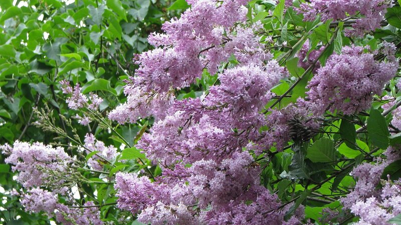 purple lilac blossoms in bloom