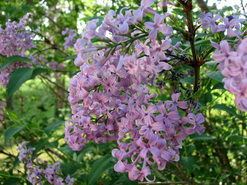 purple lilac blossoms in bloom