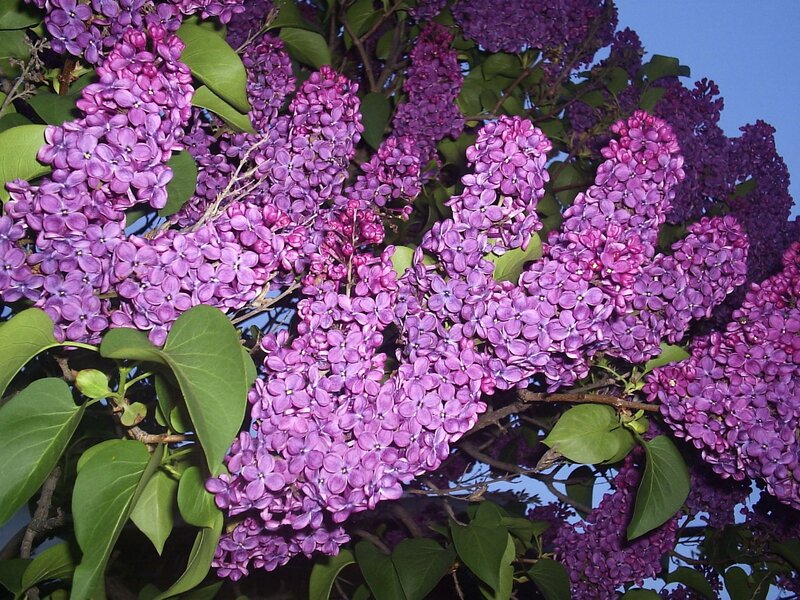 Purple lilac blossoms in bloom