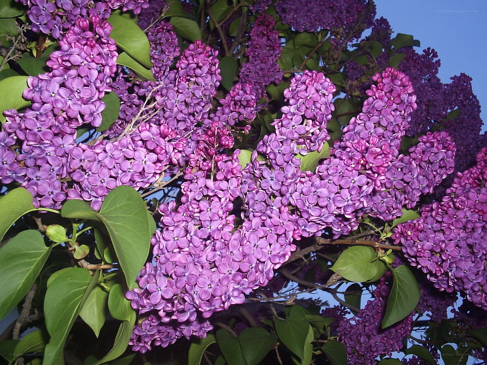 Purple lilac blossoms in bloom