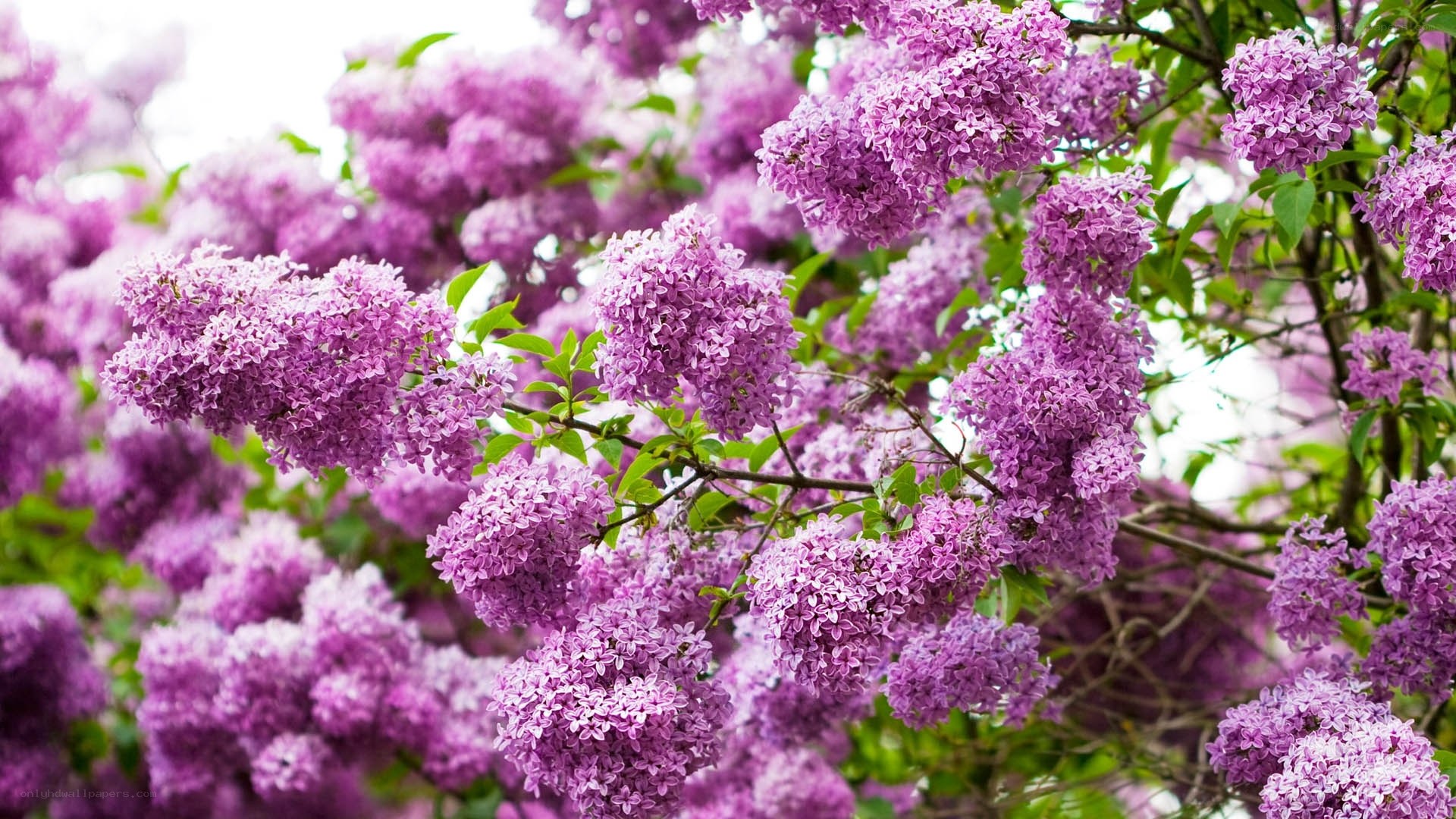 Purple lilac blossoms in spring
