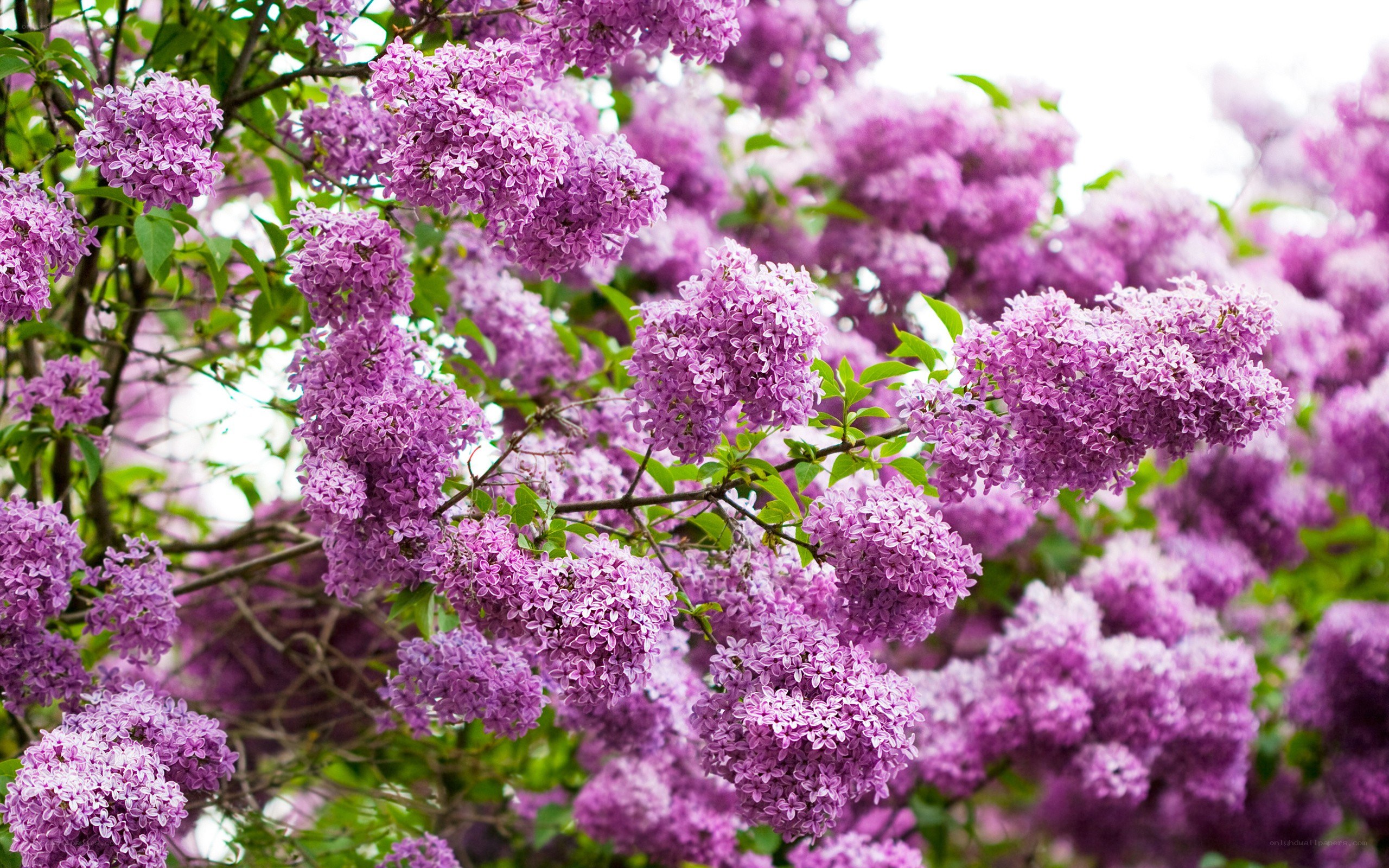 purple lilac blossoms in spring