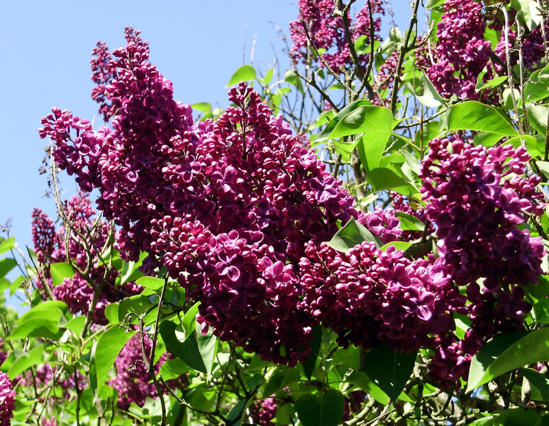 Purple lilac blossoms in spring