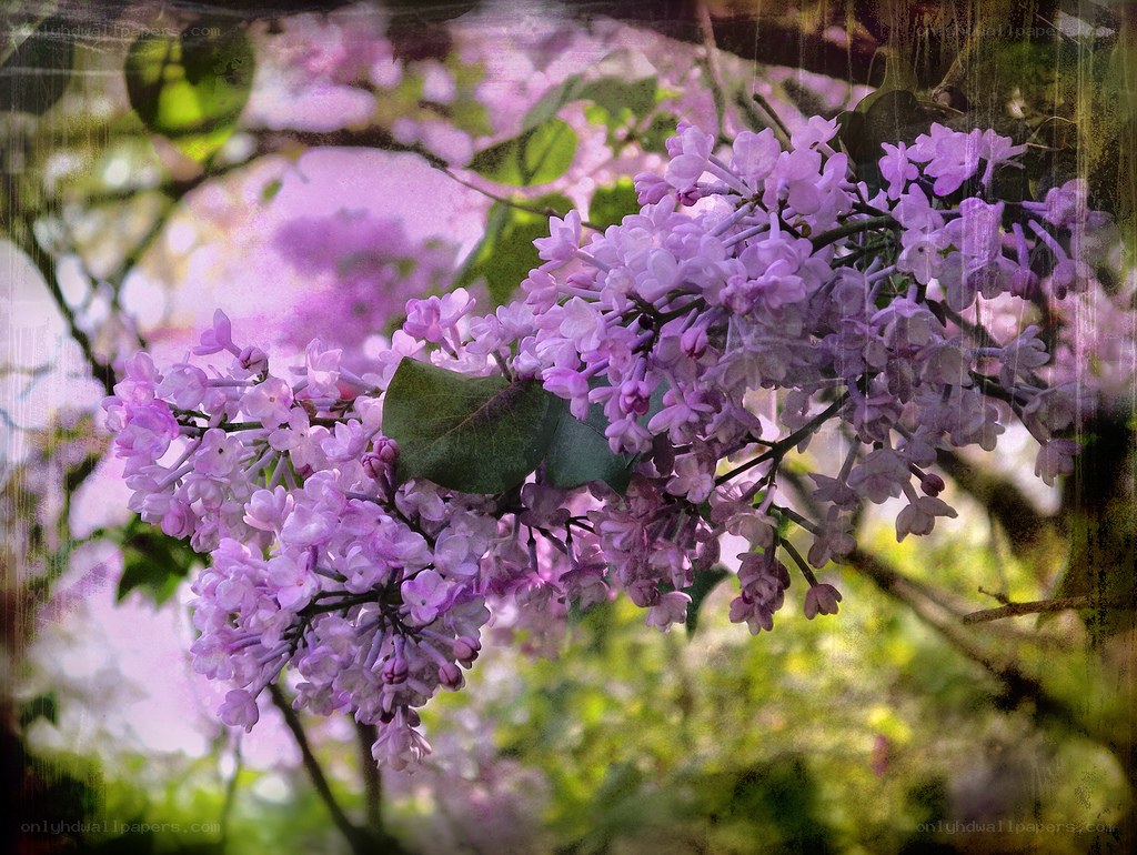 purple lilac blossoms in spring
