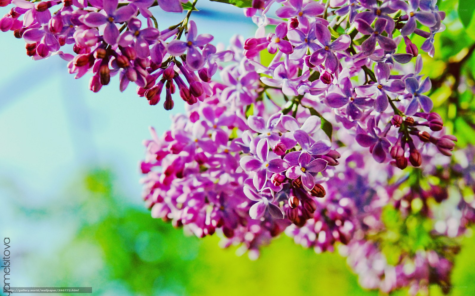 Purple lilac blossoms in spring