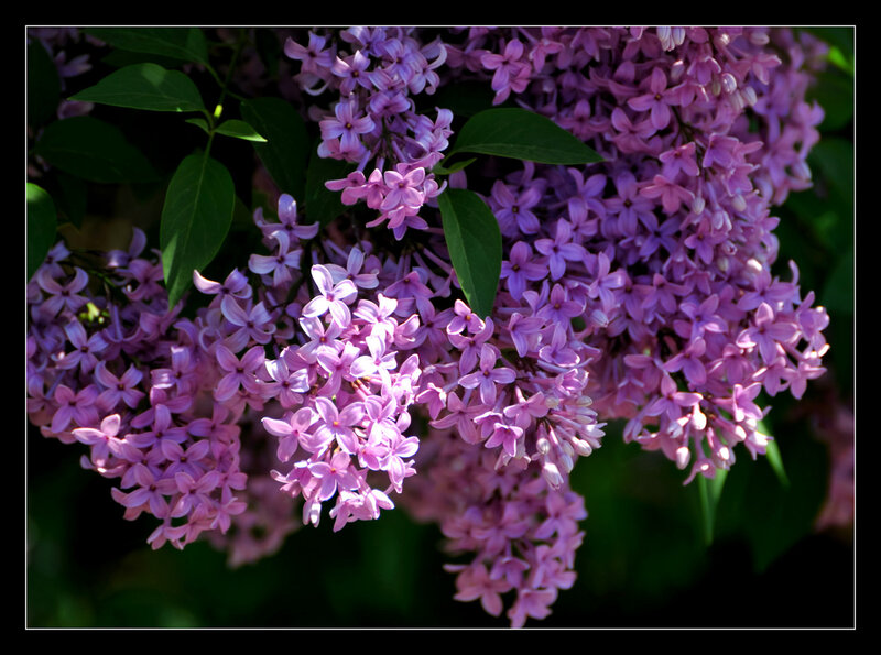 Purple lilac blossoms in sunlight