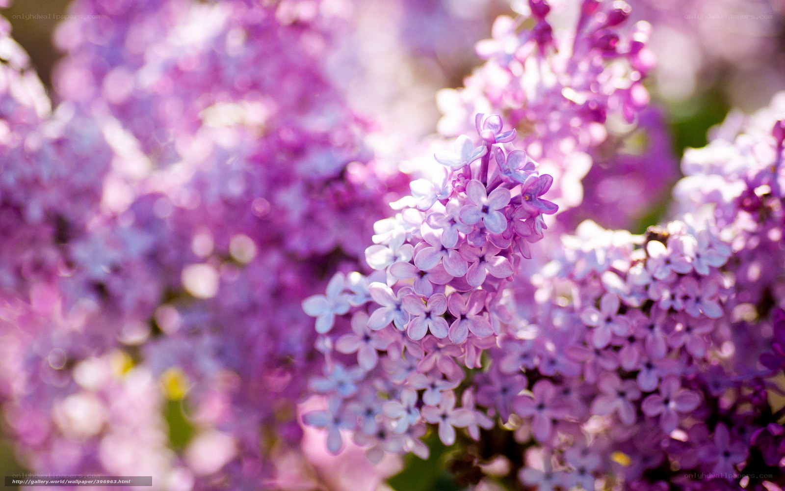 Purple lilac blossoms in sunlight