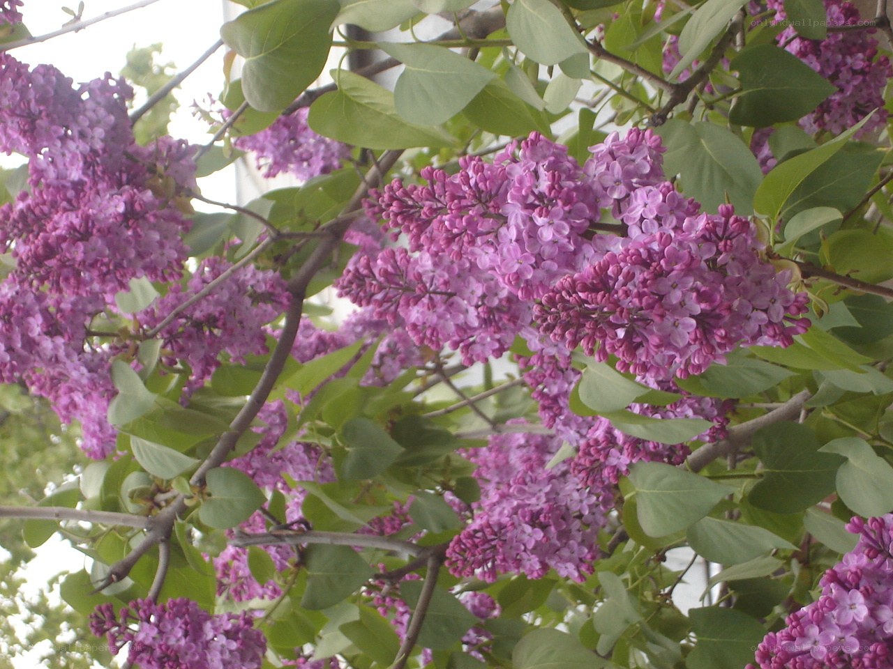 purple lilac blossoms on a tree