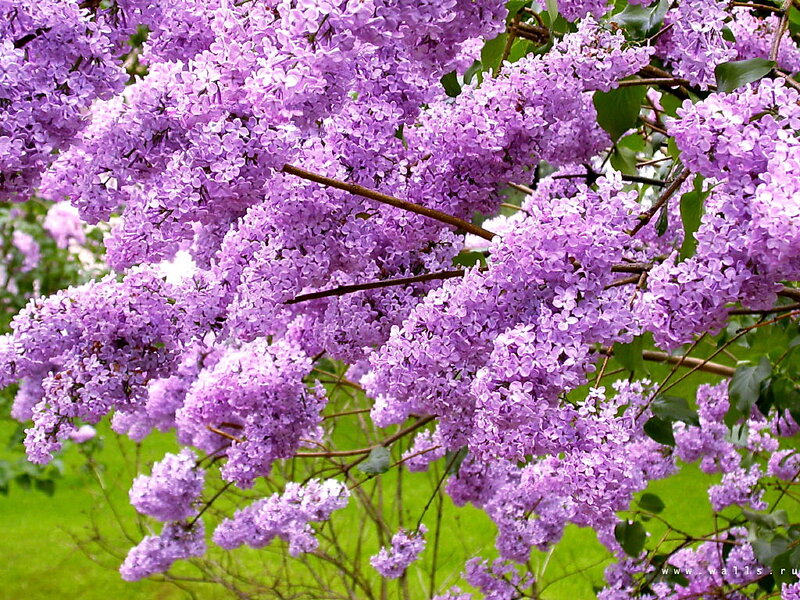 Purple Lilac Blossoms — Serene, Spring, Photograph, Branches