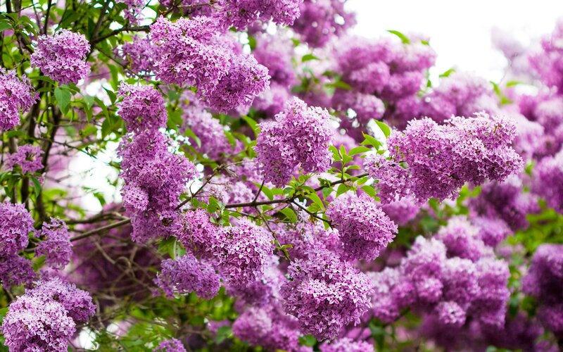 Purple Lilac Blossoms — Serene, Spring, Photograph, Flowers, Leaves, Branches
