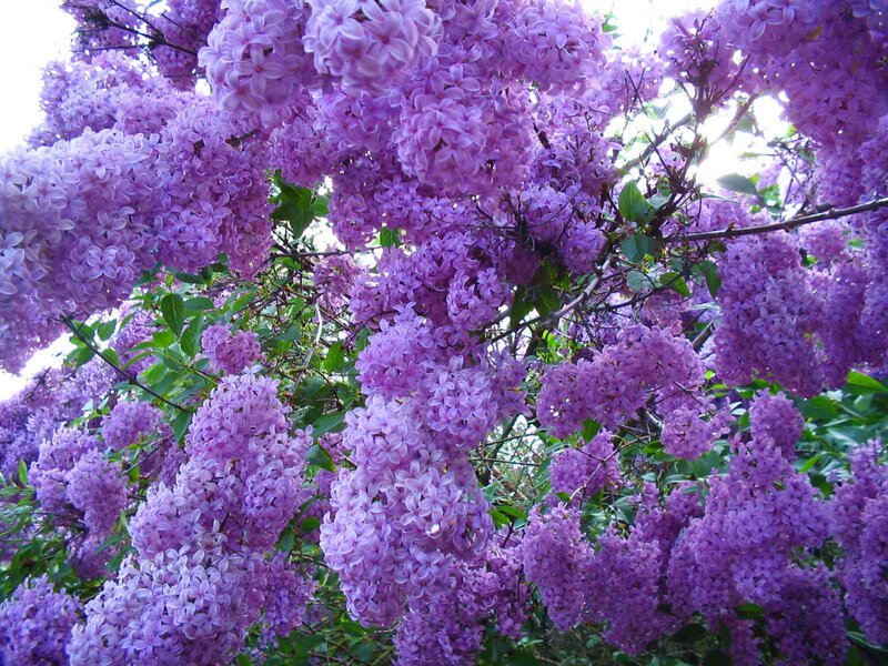 Purple Lilac Blossoms — Serene, Spring, Photograph, Flowers, Leaves