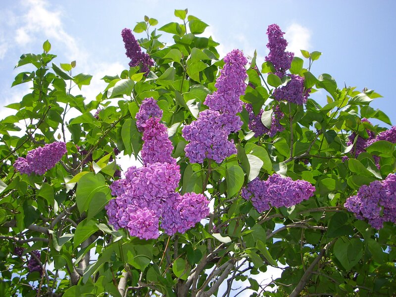 Purple Lilac Blossoms — Serene, Spring, Photograph, Green Leaves, Sky