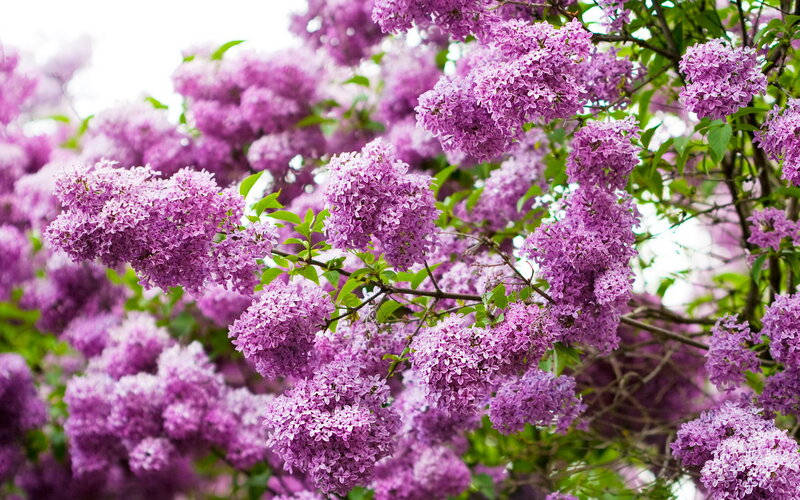 Purple Lilac Blossoms — Serene, Spring, Photograph