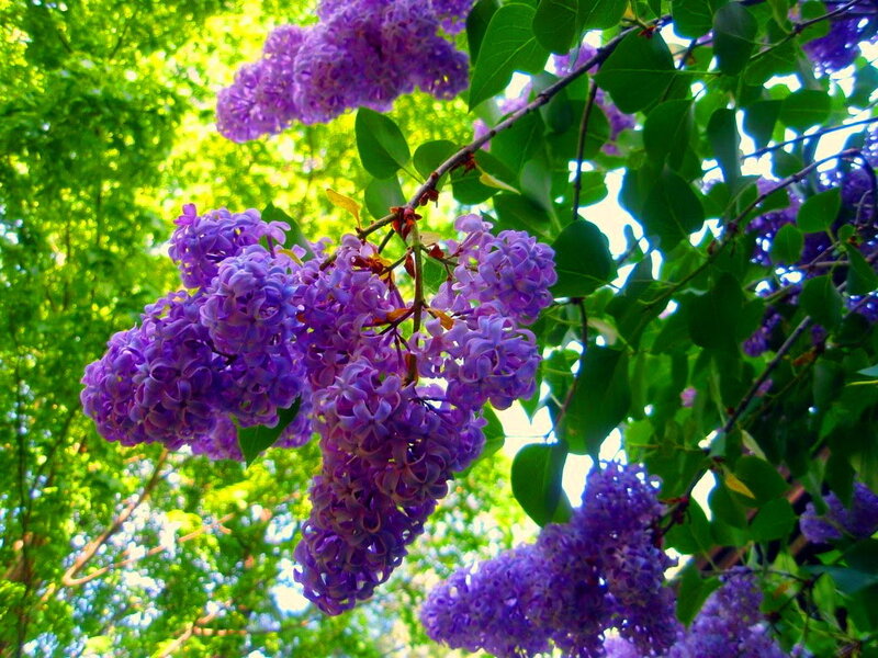Purple Lilac Blossoms — Serene, Spring