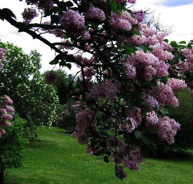 Purple Lilac Blossoms — Serene