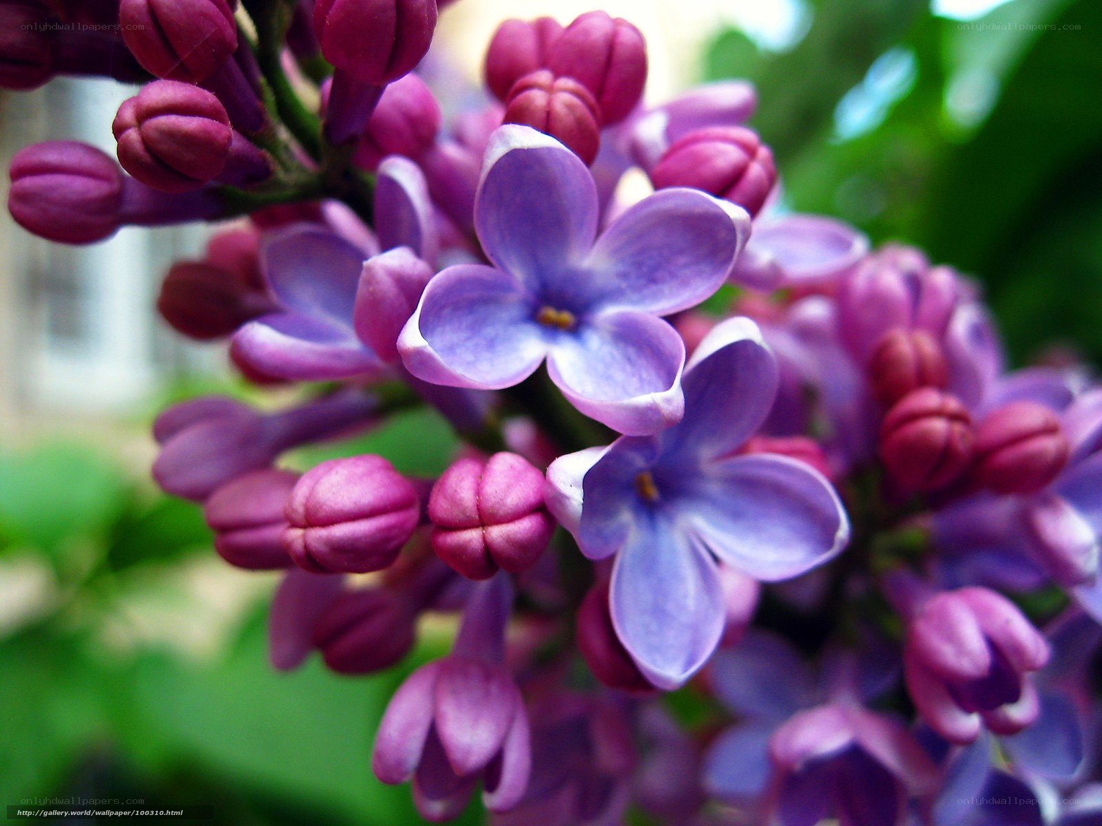 Purple lilac blossoms