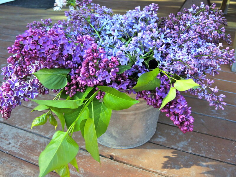 Purple Lilac Bouquet — Calm, Afternoon