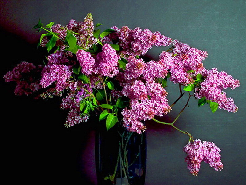 Purple Lilac Bouquet — Calm, Photograph