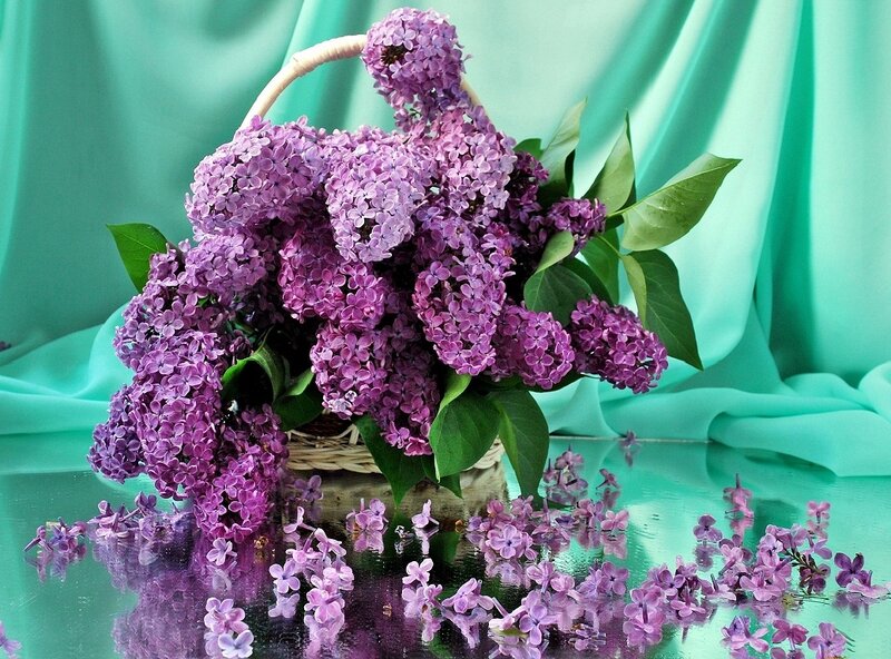 Purple Lilac Bouquet — Calm, Spring, Photograph, Basket
