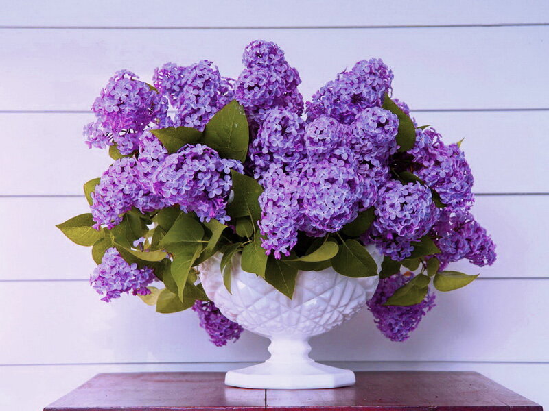 Purple Lilac Bouquet — Calm, Spring, Photograph, Vase, Leaves