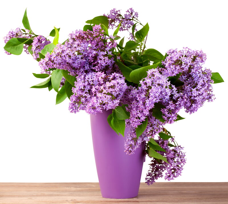 Purple Lilac Bouquet — Calm, Spring, Photograph, Vase, Wooden Surface
