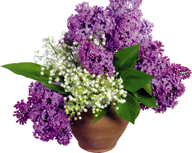 Purple Lilac Bouquet — Calm, Spring, Photograph, White Flowers, Green Leaves