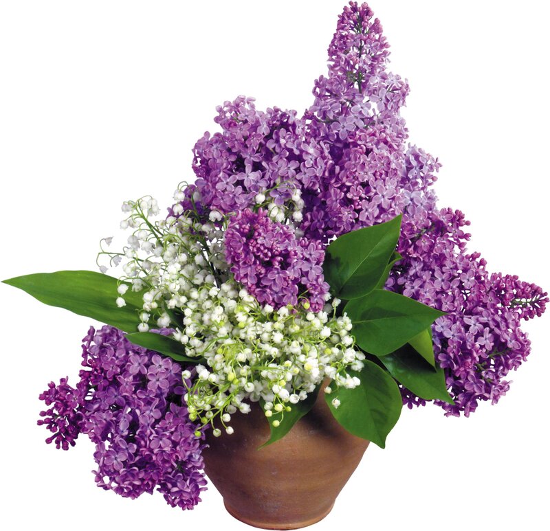 Purple Lilac Bouquet — Calm, Spring, Photograph, White Flowers