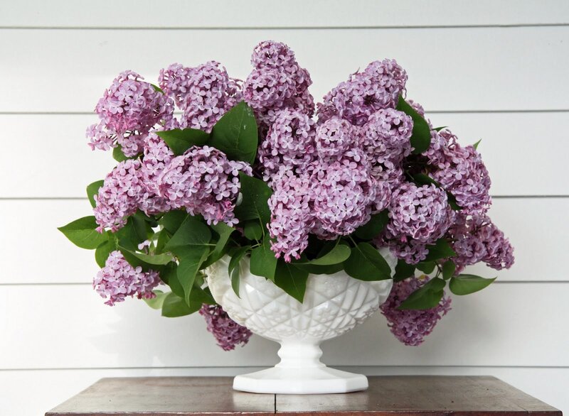 Purple Lilac Bouquet — Calm